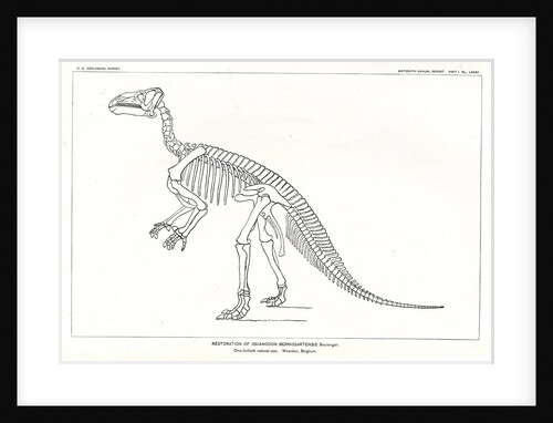 ‘Iguanodon bernissartensis’ by Unknown